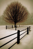 David Lorenz Winston art print