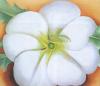 Georgia O'Keeffe art print