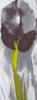 Georgia O'Keeffe art print