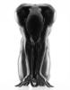 Howard Schatz art print