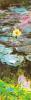 Claude Monet art print