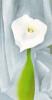 Georgia O'Keeffe art print