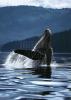 Art Wolfe art print