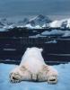 Art Wolfe art print