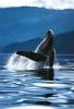 Art Wolfe art print