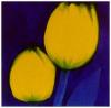 Susie Perring art print