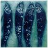 Susie Perring art print