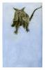 Sonia Rollo art print