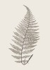 Modern Editions art print