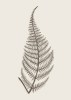 Modern Editions art print