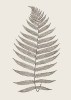 Modern Editions art print