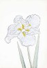 Modern Editions art print