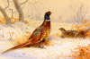 Archibald Thorburn art print