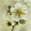 Dennis Carney art print