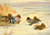 Archibald Thorburn art print