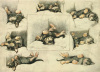 Cecil Aldin art print