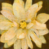 Citrine art print