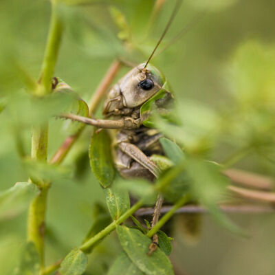 Hiding Grasshopper