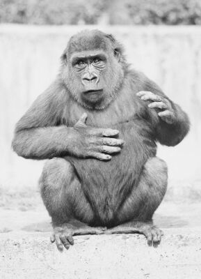 Gesticulating gorilla