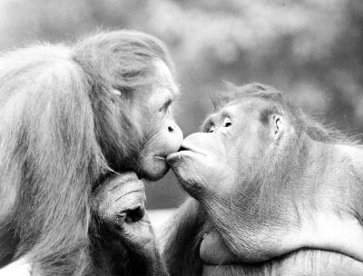 Two kissing orangutans