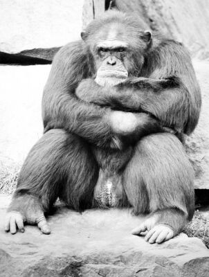 Fed up chimpanzee with his arms crossed