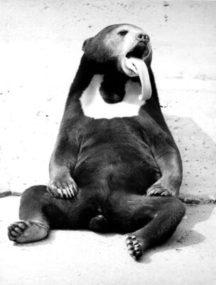 Bear sticks out his long tongue