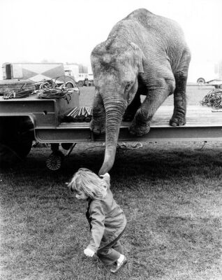 Girl pulling an elephant by his trunk