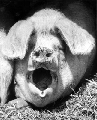 Pig with an open mouth lying in hay