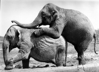 Two Elephants