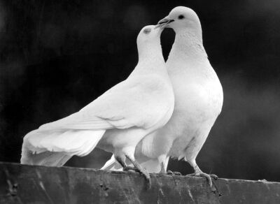 Two white doves