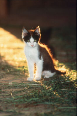 Kitten sitting in late afternoon sunlight