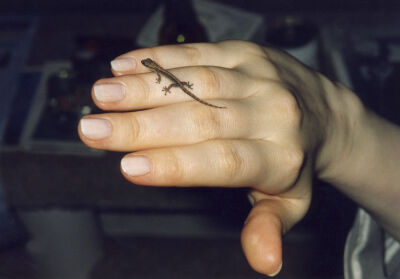 Small gecco