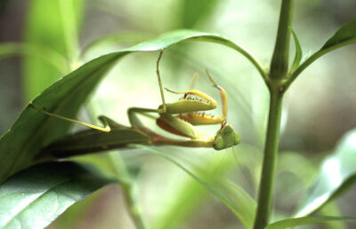 Green leaf mantis no.1
