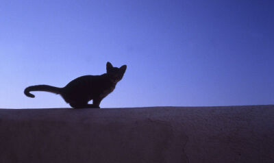 Black cat