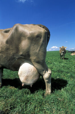 Cow with big udder milk