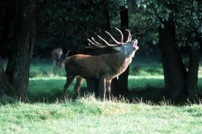 Male deer sounding his call