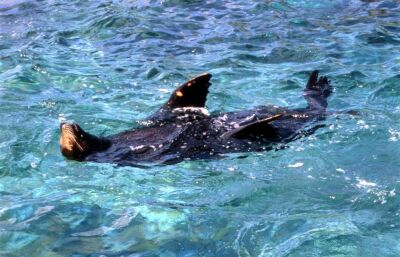 Seal floating on his back in the water