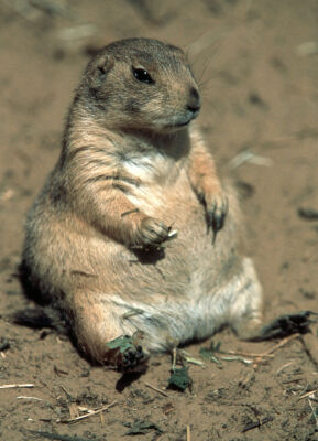Fat groundhog sitting on his rear end