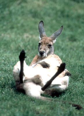Kangaroo lying on its back