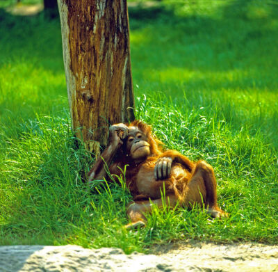 Worn out orang utan sleeping under a tree