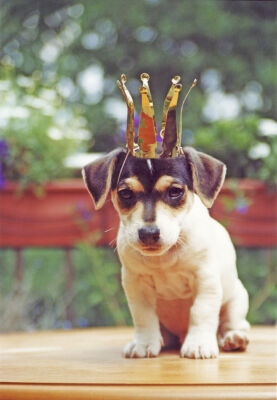 Jack Russell Terrier wearing a crown