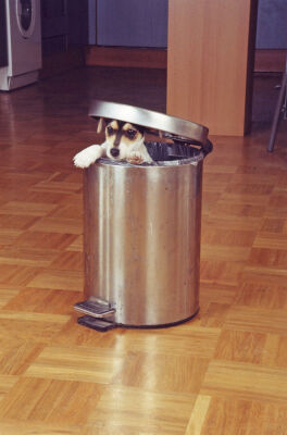 Jack Russell Terrier looking from a dustbin