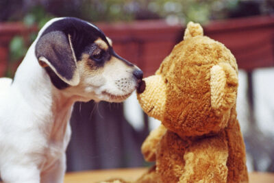 Jack Russell Terrier kissing his teddy