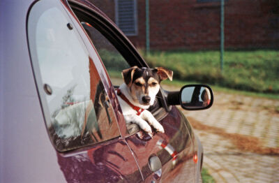 Jack Russell Terrier looking out of a car