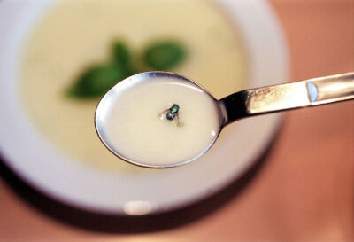 Fly found in a bowl of soup