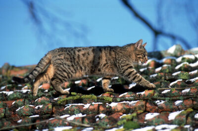 Cat walking on a roof in winter