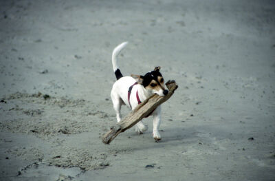 Jack Russell playing