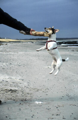 Jack Russel playing