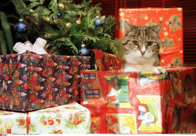 Cat with gifts