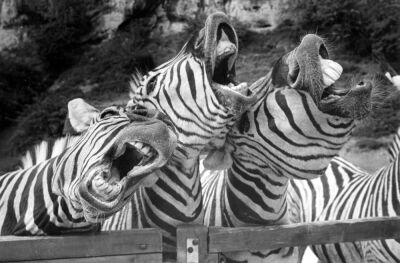 Choir of singing zebras